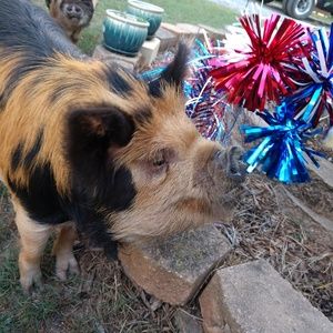 Meet your Posher, Michael